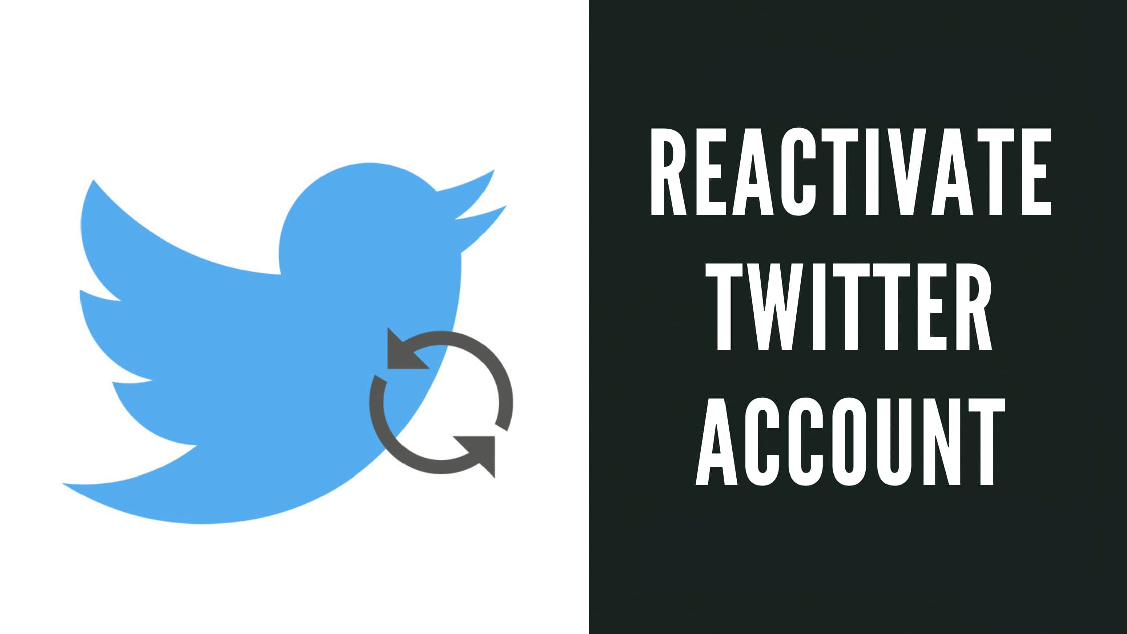 What Happens When You Reactivate Twitter